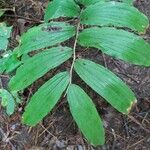 Maianthemum racemosum 葉