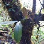 Bulbophyllum occlusum Other