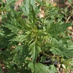 Chenopodium rubrum Leht