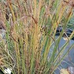 Cyperus longus Liść