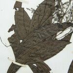 Miconia longifolia Други