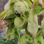 Helleborus foetidus Fruitua