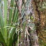 Angraecum panicifolium Hábito
