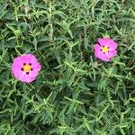 Cistus x purpureus Alkat (teljes növény)