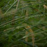 Setaria sphacelata Corteccia