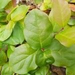 Gaultheria shallon Leaf