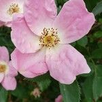 Rosa rubiginosa Kvet