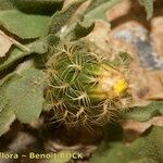 Centaurea involucrata ᱮᱴᱟᱜ