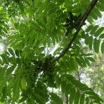 Zanthoxylum setulosum Leht