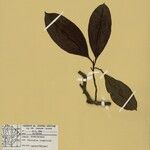 Stylogyne orinocensis Leaf