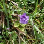 Pinguicula grandiflora Агульны выгляд