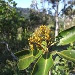 Apodytes clusiifolia Агульны выгляд