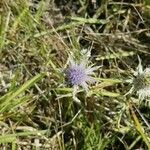 Eryngium hookeri Blomma