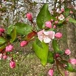 Malus coronaria Blomst