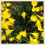 Narcissus bulbocodiumFlower