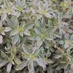 Amaranthus blitoides Folla