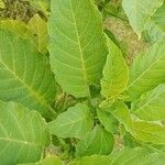 Brugmansia suaveolensBlad