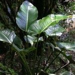 Philodendron davidsonii Hàbitat