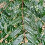 Mahonia fortunei Leaf