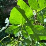 Solanum dulcamaraList