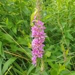 Lythrum salicariaFlower