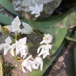 Podangis rhipsalisocia फूल