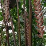 Heliconia vellerigera Hábito