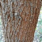 Acacia auriculiformis Bark