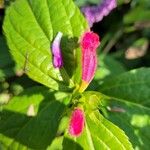 Salvia oxyphora Flor