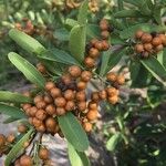 Gymnosporia buxifolia Fruit