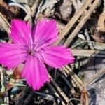 Dianthus graniticus Flower