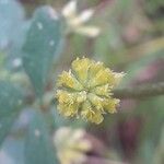 Trifolium dubiumFleur