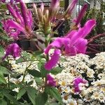 Cleome houtteana Flor