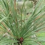 Pinus coulteri Blüte