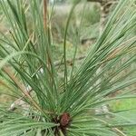 Pinus coulteri Flors