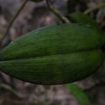 Solenangis scandens Leaf