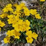 Linum capitatum Õis