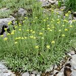 Helichrysum graveolens Yeri