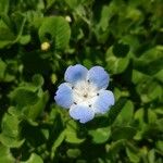 Nemophila phacelioides Цвят