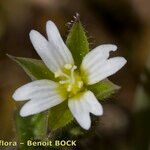 Cerastium diffusum Λουλούδι