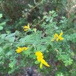 Genista monspessulana Blatt