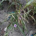 Ipomoea cordatotriloba Blad