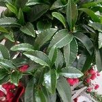 Ardisia crenata पत्ता