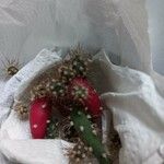 Salmonopuntia schickendantzii 葉