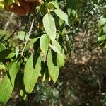 Acer oblongum 葉
