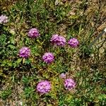 Iberis umbellata Habit