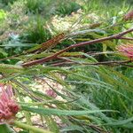 Grevillea longifolia Blomma
