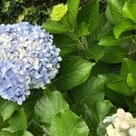 Hydrangea macrophyllaFleur