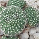 Rebutia minuscula Лист