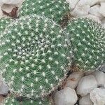 Rebutia minuscula Yaprak